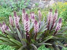 You can also find varieties with lime green leaves that turn deep, rich red and orange in autumn. Eucomis Comosa Sparkling Burgundy Pineapple Lily Flower Spring Purple Green Leaf African Plants Lily Plants Bulbous Plants
