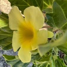 Image result for Pedalium