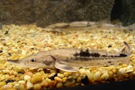 About Lake Sturgeon