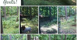 Our Cute Landscapers Goat Land Clearing Land Clearing How To Clear Land Clearing Land