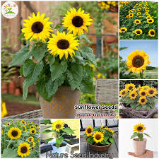 You may send flowers, cakes, chocolates, sweets & more gifts to philippines at over 150 locations in philippines. Edible Flowers Seeds Shop Edible Flowers Seeds With Great Discounts And Prices Online Lazada Philippines