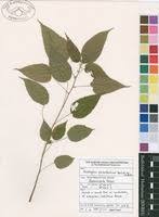 Image result for Acalypha psilostachya