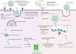 Maybe you would like to learn more about one of these? Cureus Therapeutic Options For Covid 19 A Review