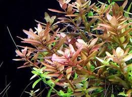 Image result for Rotala capensis