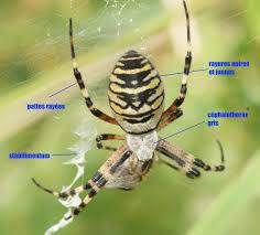 Politiques et associations ont fait part de leur indignation. L Epeire Fasciee Quel Est Cet Animal