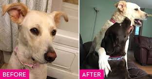 Bench seat cover for dogs 49x56. Rescue Dogs Before And After Rescue Dog Makeovers