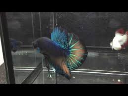 Fancy show fish betta #1, blue, male, 1 1/2 months old. Male King Halfmoon Plakat Betta Import Youtube