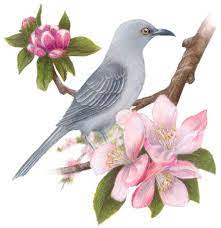 #1956 features a watercolor picturing a mockingbird and an apple blossom, arkansas' state bird and flower. Arkansas State Bird And Flower Available At Http Www Feenixx Gallery Com State Birds And Flowers Oklahoma State Bird And Flower Ht State Birds Bird Bird Art