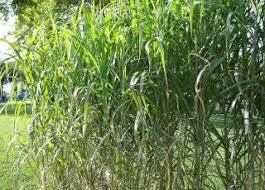 Preiswerte Sichtschutzpflanzung Aus Riesenchinaschilf Jumbograshecke Bepflanzung Gras Schilf