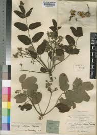 Image result for Ekebergia benguelensis