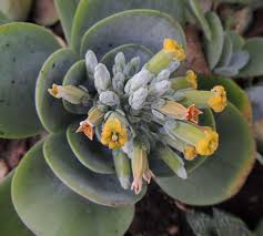 Image result for kalanchoe thyrsiflora