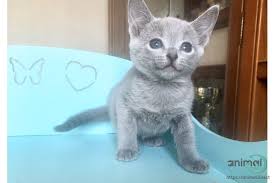 Price of russian blue for sale. Russian Blue Kittens For Sale Russian Blue In Los Angeles California