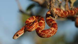Then, the snake will eat their prey without having to worry that it will escape or fight back. A Guide To Caring For Pet Corn Snakes
