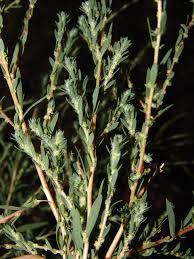 Image result for Psilotrichum sericeum