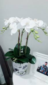 Maybe you would like to learn more about one of these? A Walk To Remember 4 2018 Diy Artificial Orkid Yang Menawan