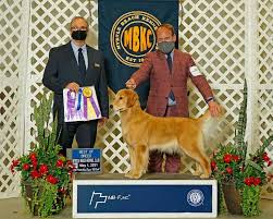 More images for golden retriever puppies richmond va » I74gec Baeji5m