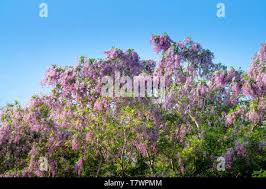 Image result for Millettia dura