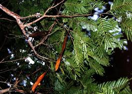 Image result for Newtonia