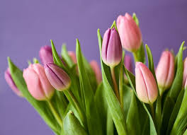 Are Tulips Toxic To Cats Iupilon