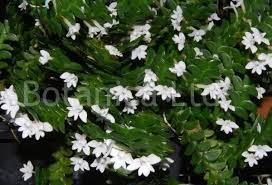 Image result for Angraecum distichum