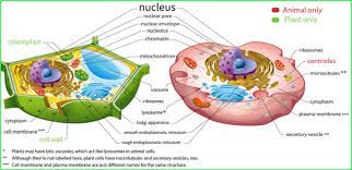 We did not find results for: Why Is A Plant Cell Vacuole Bigger Than An Animal Cell Vacuole Quora