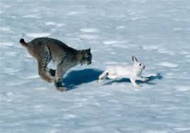 Predator-Prey Dynamics: From Theory to Management conference > Columbia  Mountains Institute of Applied Ecology