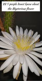 The fragrant night blooming orchids also produce numerous amounts of flowers on a single leaf. Must Watch Night Blooming Cactus Timelapse Queen Of Nights Samta S Kitchen Blooming Cactus Types Of Cactus Plants Night Flowers