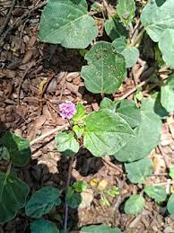 Image result for Impatiens gesneroidea