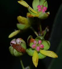 Image result for Gomphia