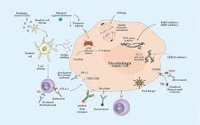 Merck is continuing to study keytruda, in combination or as monotherapy, as well as other investigational products across multiple settings and. Frontiers Emerging Treatments For Malignant Pleural Mesothelioma Where Are We Heading Oncology