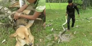 Ular merasa harus bersembunyi untuk bertahan hidup. Hanya Dengan Dua Benda 3 Bocah Laki Laki Ini Berhasil Tangkap Ular Piton Yang Melilit Anjingnya Planet Merdeka