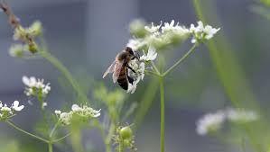 Résultat de recherche d'images pour "insectes"