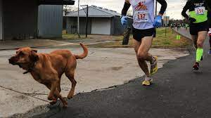 Dog accidentally enters half-marathon, finishes in 7th - ABC7 Chicago