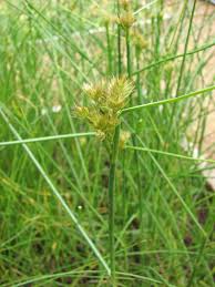 Image result for Juncus punctorius