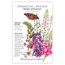 Image result for Verbascum