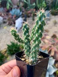 Image result for Opuntia imbricata