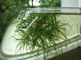 Image result for Najas horrida