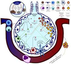 The causes of acute respiratory distress syndrome (ards) are not well understood. Pathogenesis Of Covid 19 Induced Ards Implications For An Aging Population European Respiratory Society