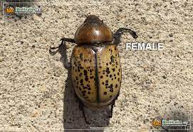 Check spelling or type a new query. Eastern Hercules Beetle Dynastes Tityus