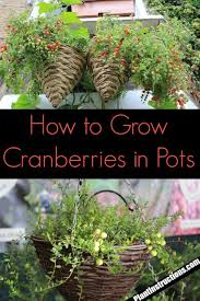How To Grow Cranberries In Pots Cranberry Plant Info Growing Vegetables Veggie Garden Plants