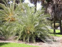 Maybe you would like to learn more about one of these? Date Palms The True Date Palm And Other Species Of Phoenix