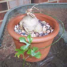 Image result for Trochomeria debilis