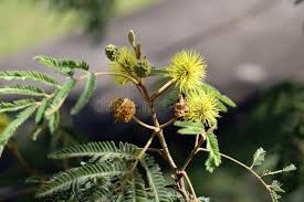 Image result for Mimosa scabrella