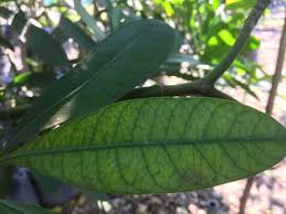 Image result for Voacanga thouarsii