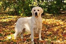 Golden Retriever Wikipedia