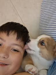 Lost baby corgi named Sunday in Spenserville area