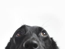 Do Dogs Know They Re Dogs Brains On