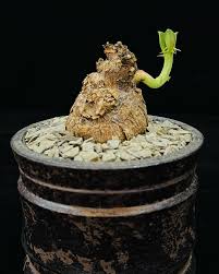 Image result for Euphorbia platyrrhiza