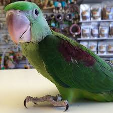 Shawn On Instagram Baby Alexandrine Parakeet Alexandrineparakeet Parakeet Alexandrine Parakeets Keet Parrotso Pet Birds Alexandrine Parrot Parrot Bird