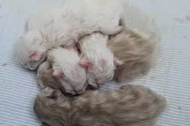 Their noses and paws are a dark or cinnamon pink color and their eyes are always a vivid, deep blue. Himalayan Kitten Color Question Thecatsite